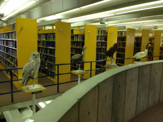 Birds at Wellesley College science library