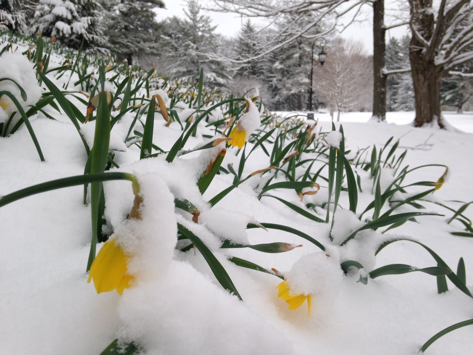 Wellesley College, Daffodil Hill, Spring 2016 snow storm