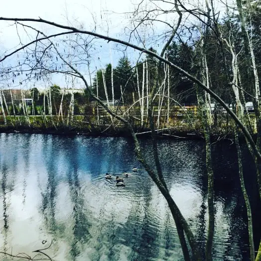 ducks on skating pond near wellesley track