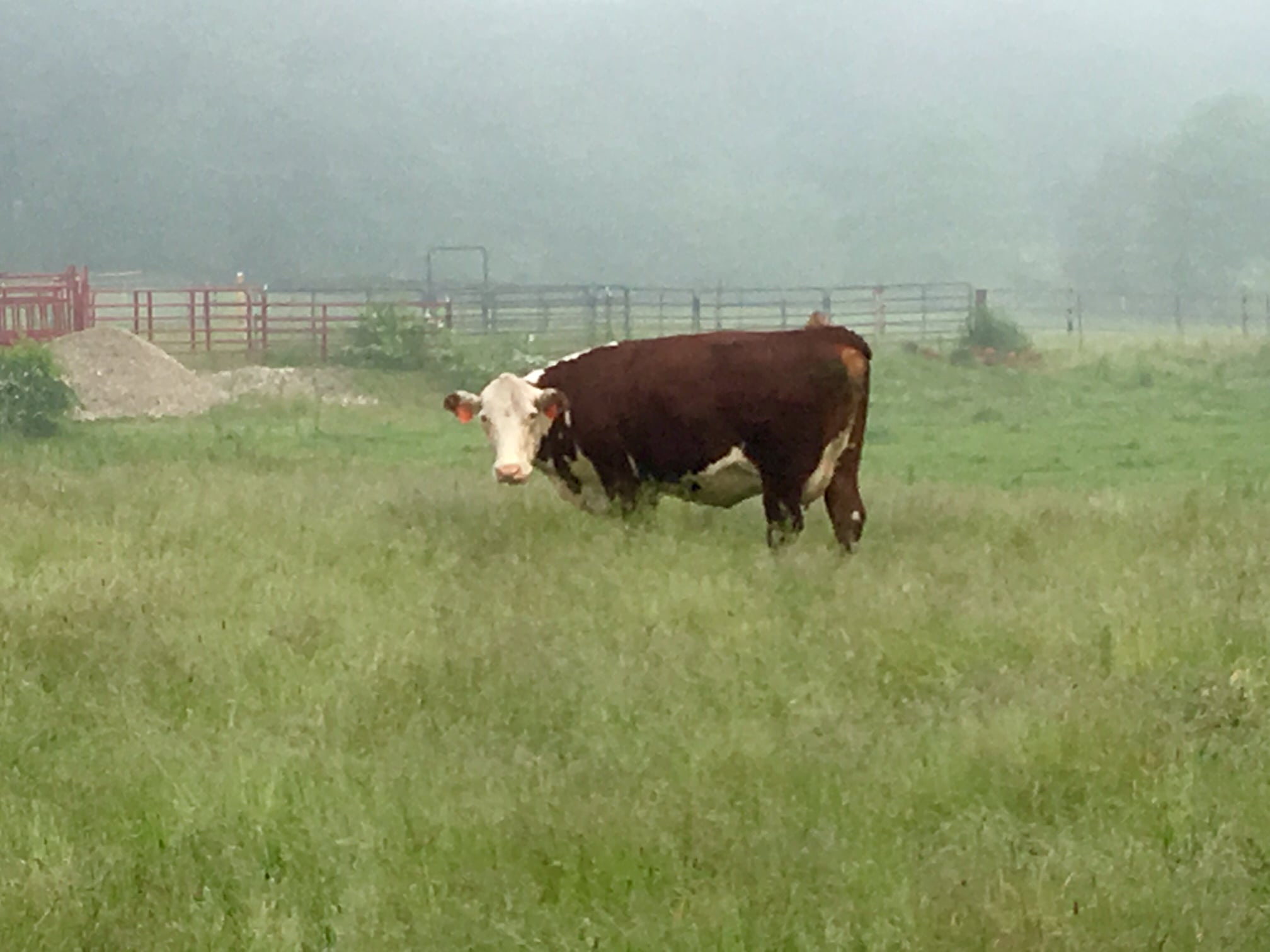 Cow in the mist, Wellesley