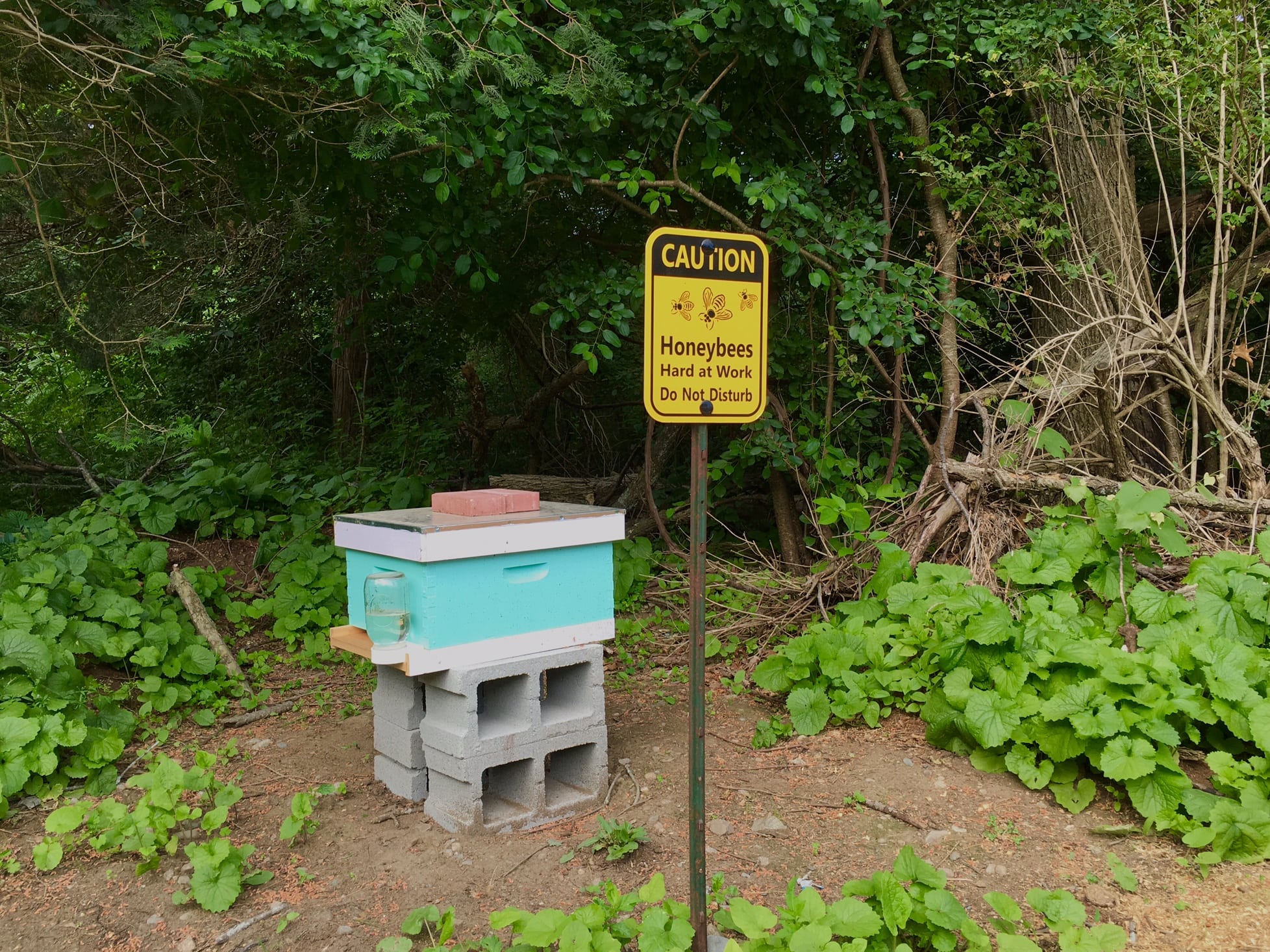 Bee hive, North 40, Spring 2016