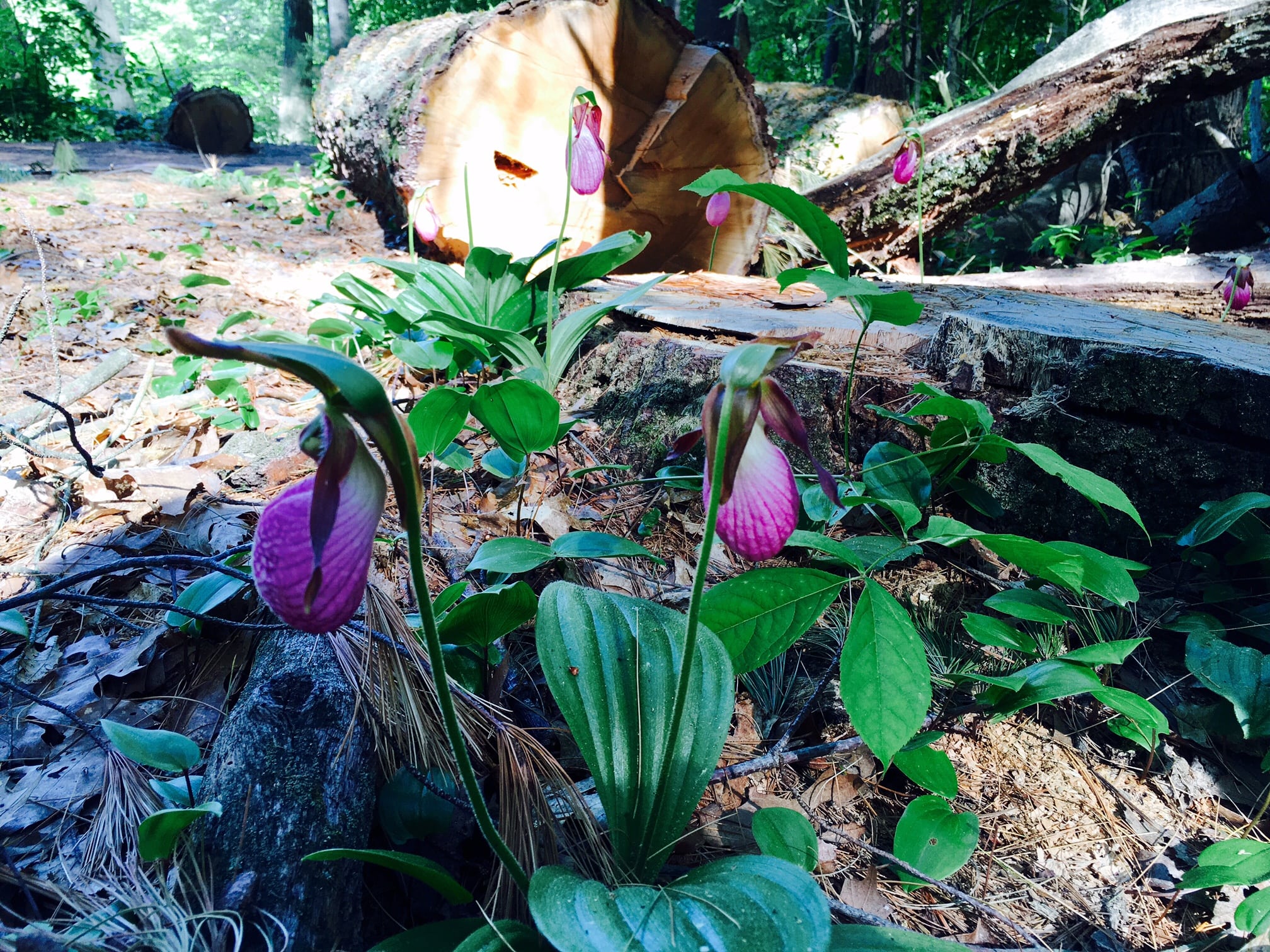 Lady Slipper orchid, Wellesley