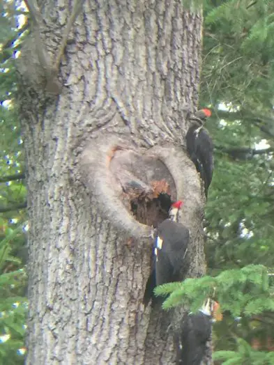 pileated woodpeckers in Wellesley