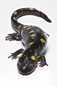 Wellesley vernal pools, spotted salamander