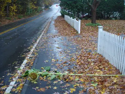 Hurricane Sandy, Sunflower, Weston Road Wellesley MA