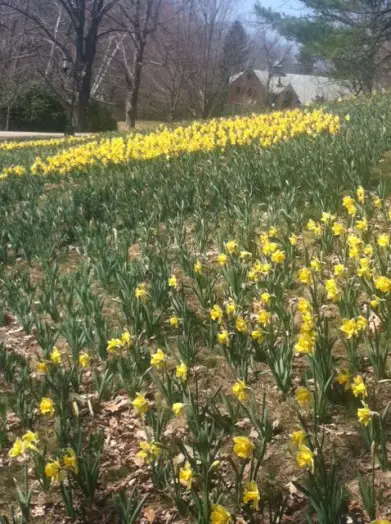 Wellesley College daffodils, Photo courtesy of Penny Darcey