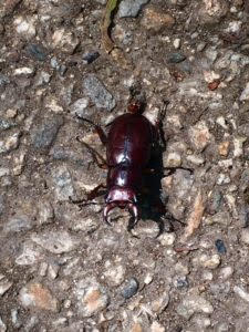 This Stag Beetle was, ironically, found outside Wellesley College's Clapp Library.