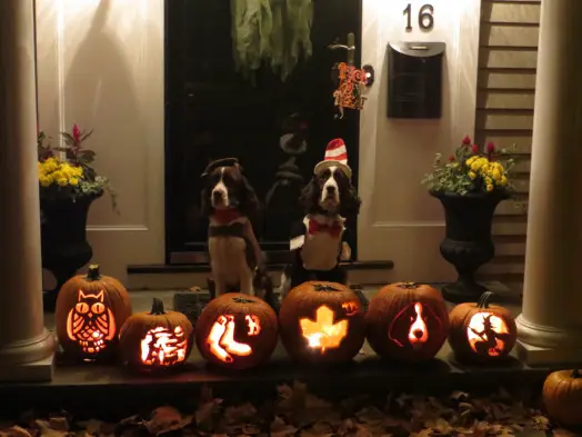 In addition to the Red Sox pumpkin, Hudson  the Springer Spaniel (shown with pal Stanley) gets a carving devoted to him