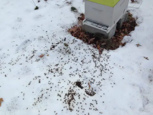 Dead bees