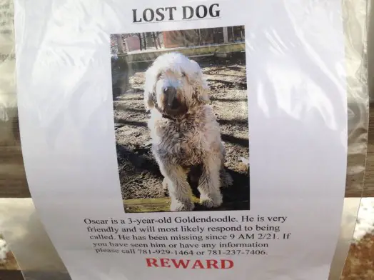 missing goldendoodle