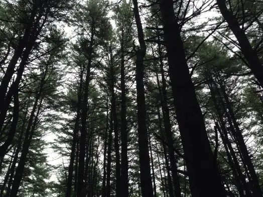 North 40 pine trees