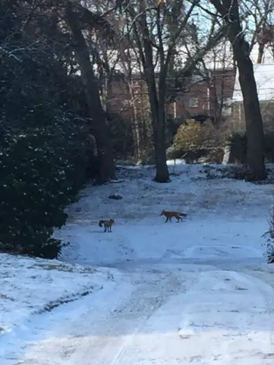 Foxes on Oak Street in January 2015