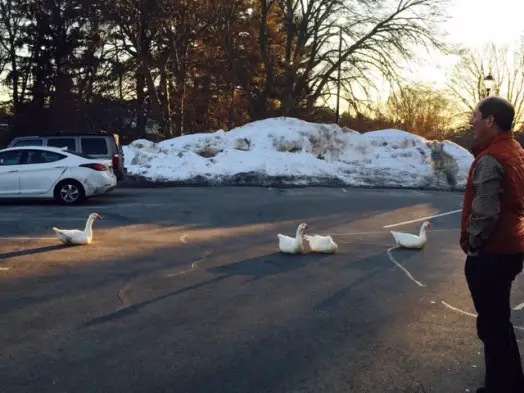 town hall geese march 2015