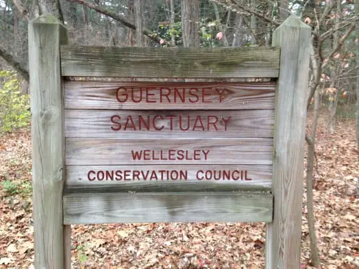 Wellesley Guernsey Sanctuary Hike, Fall 2015