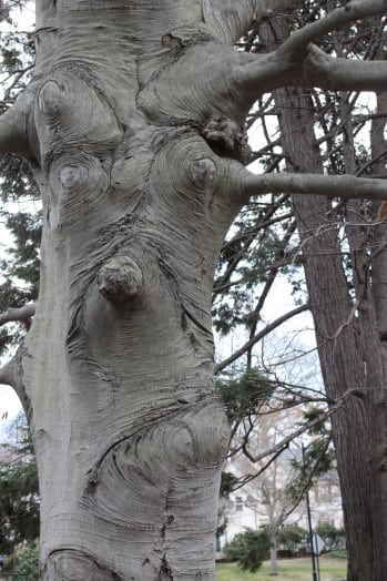 wellesley college face tree
