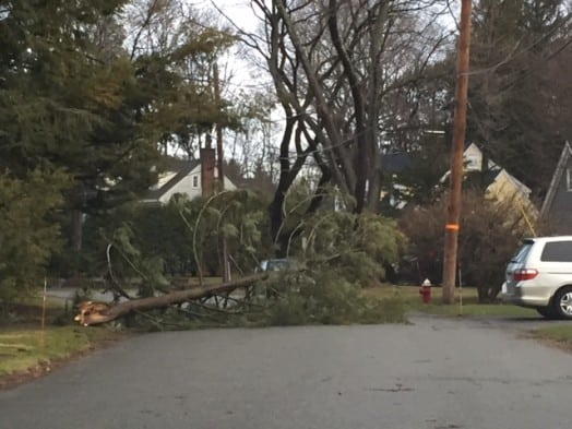 Amherst Road tree down