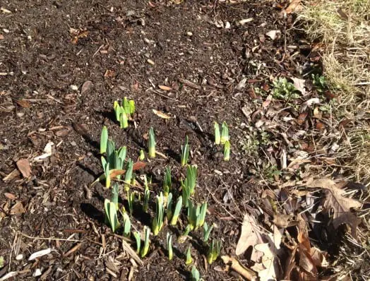 These daffodils are poking up with an enthusiasm for February that I wish I could match.