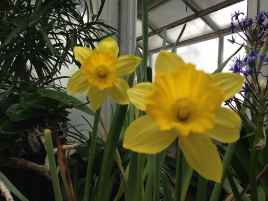 Wellesley daffodils, March 2016