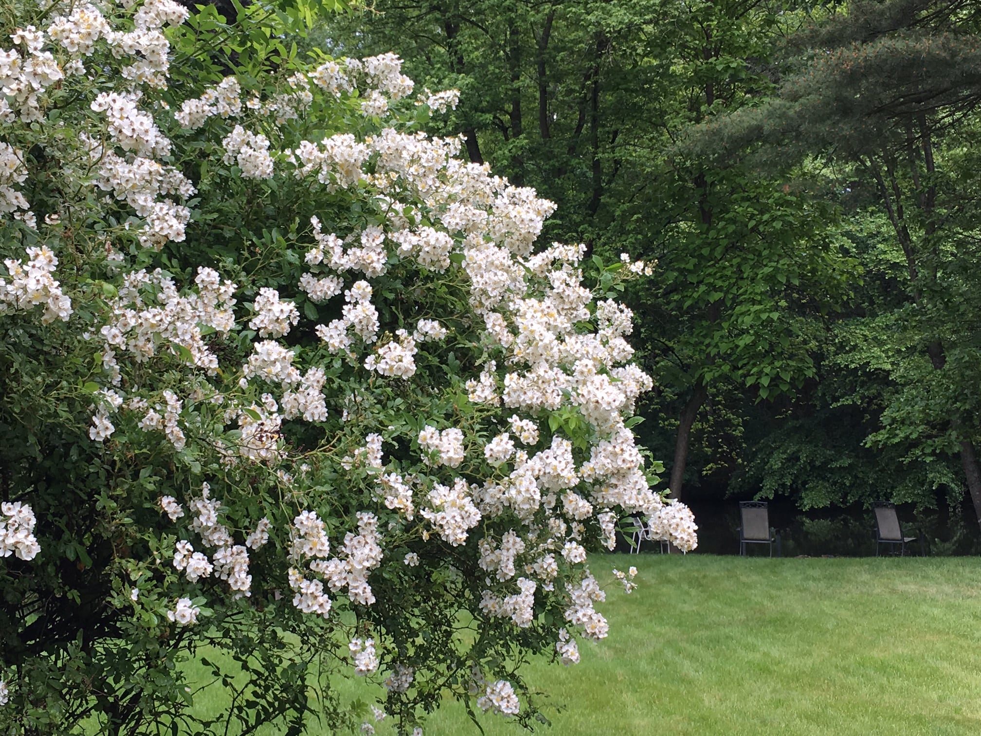 White multi-flora rose in bloom, Wellesley