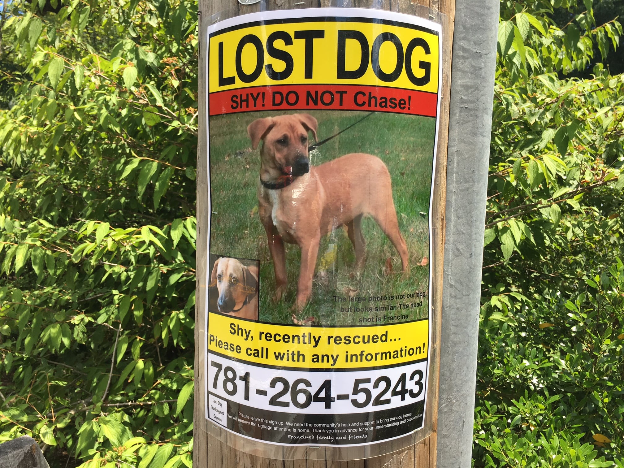 Lost dog, Wellesley