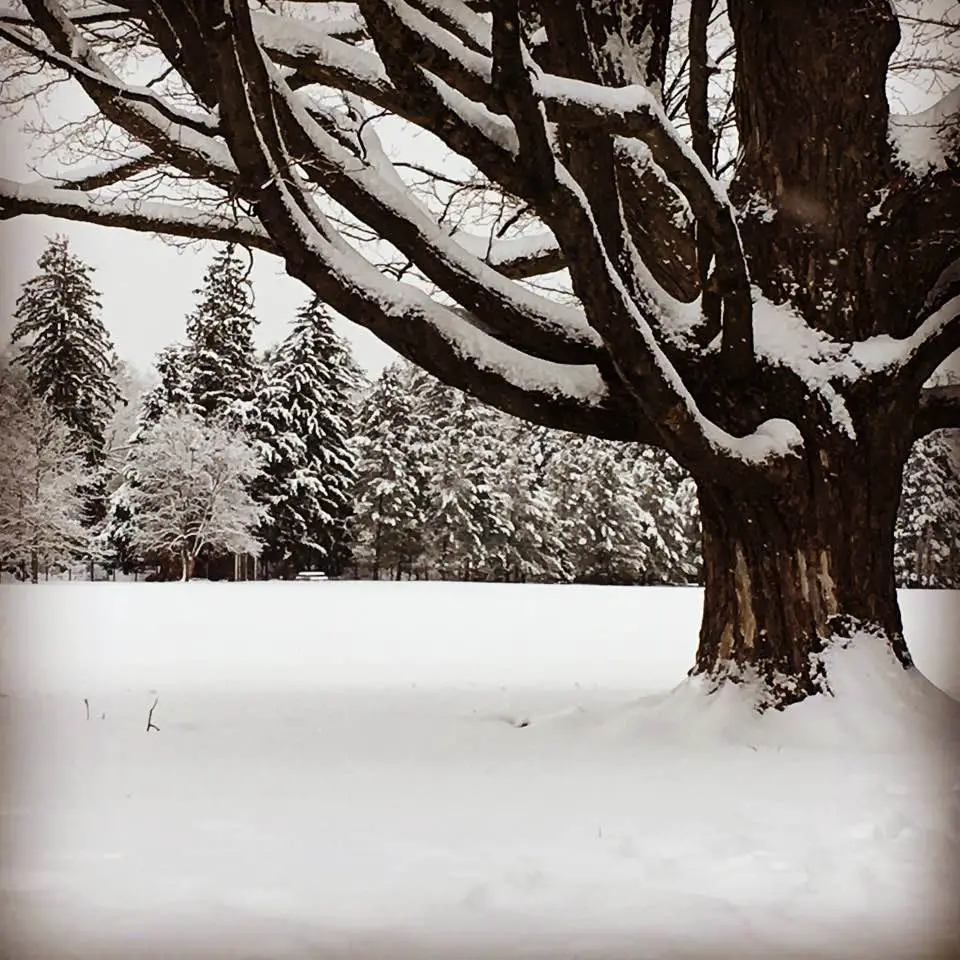 Wellesley snow day #2, 2017