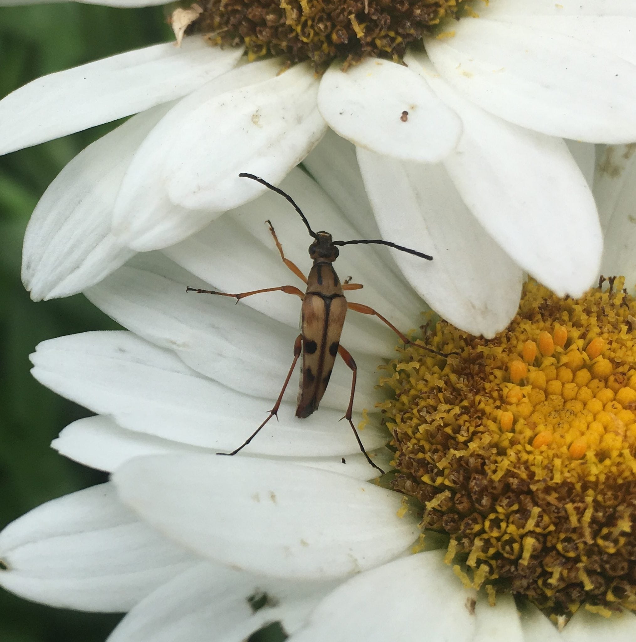 flower longhorn beetle wellesley