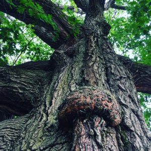 Station Oak, Wellelsey, summer