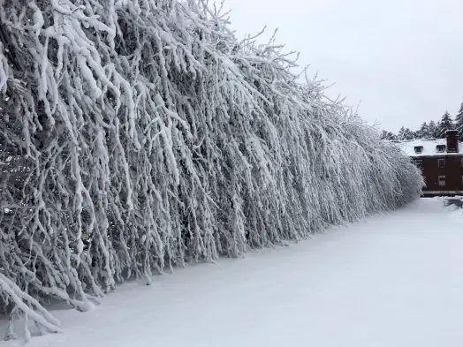 Wellesley, snow pictures, 2018