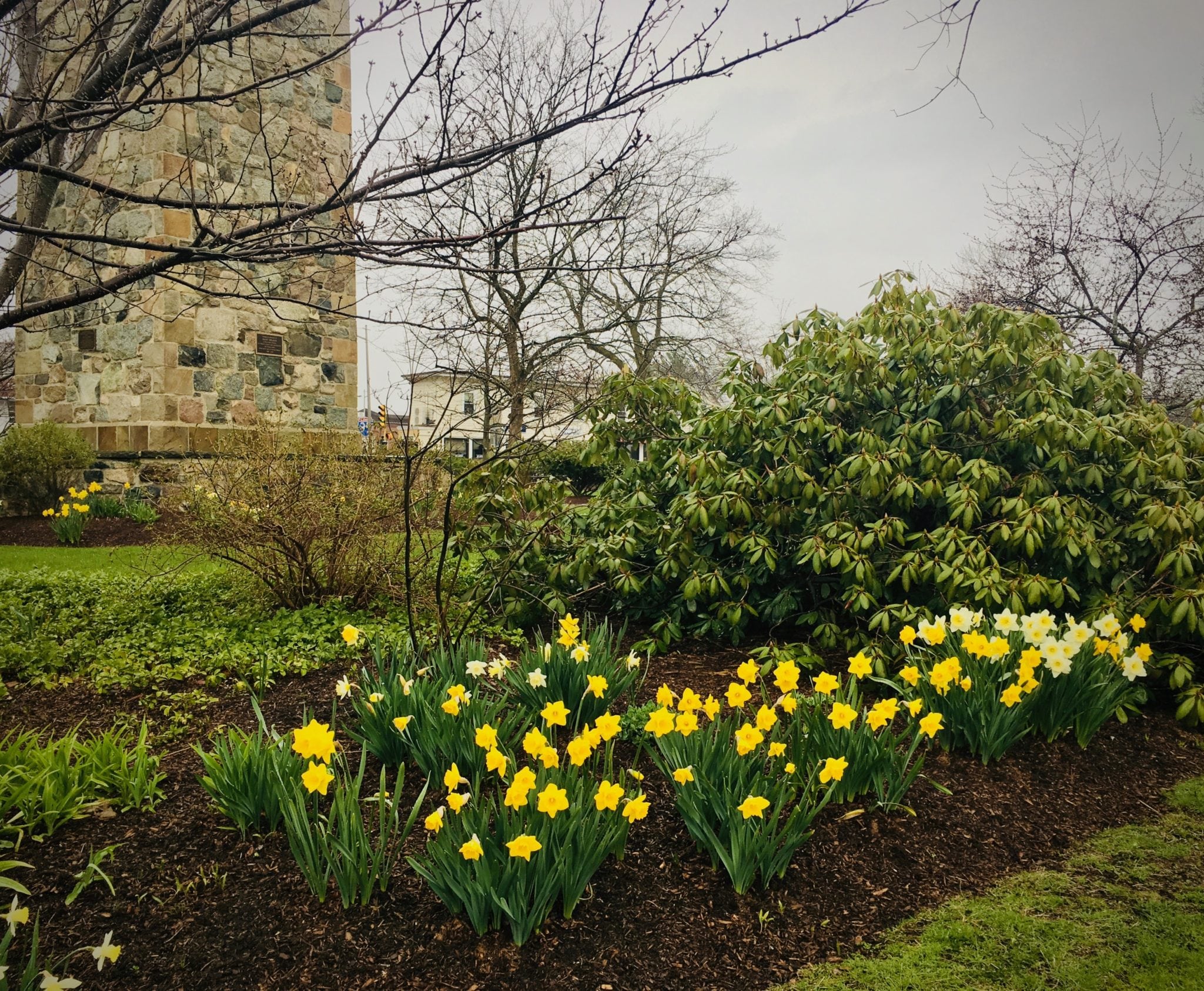 Wellesley Hills Clock Tower, daffodils