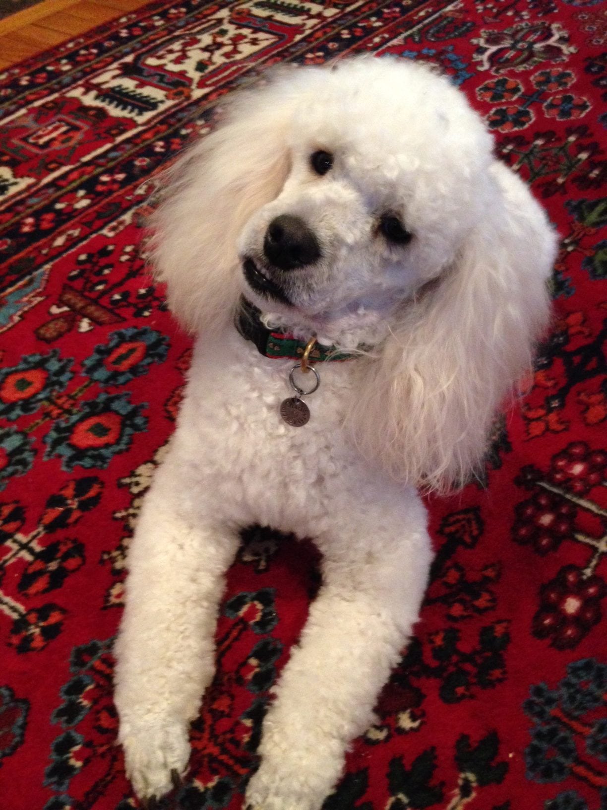 Charlie, a male miniature poodle