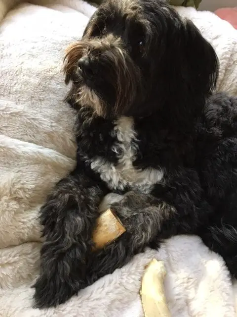 Louis, a Tibetan Terrier whose hobbies include playing tag with friends, and rawhide chews