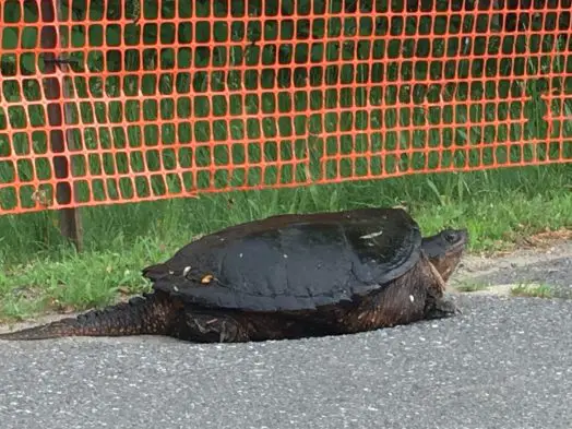 snapping turtle wellesley 