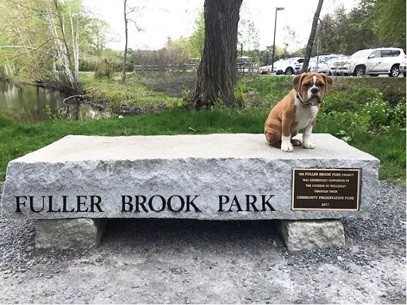 Fuller Brook Park, Wellesley