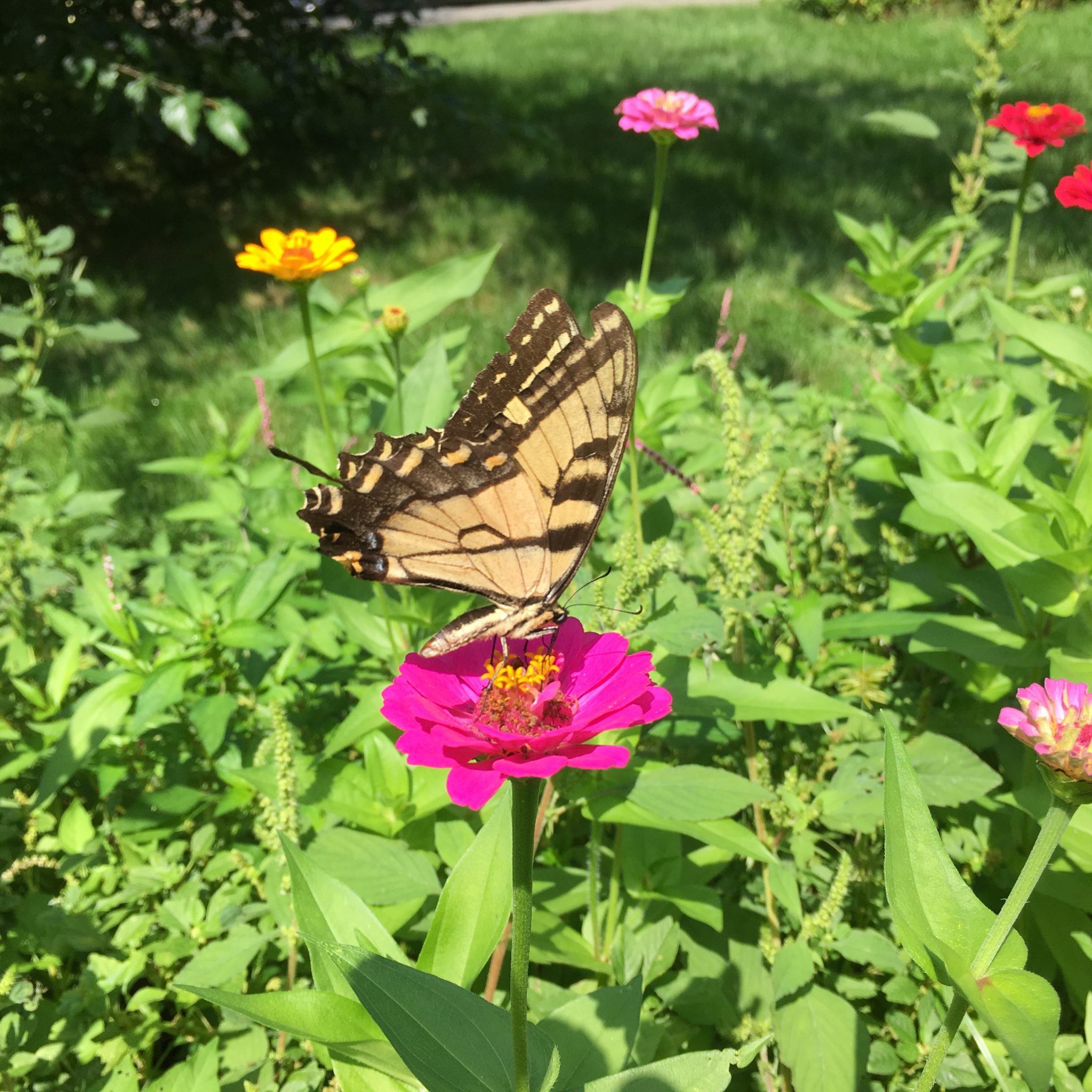 tiger swallowtail butterfly, Wellesley