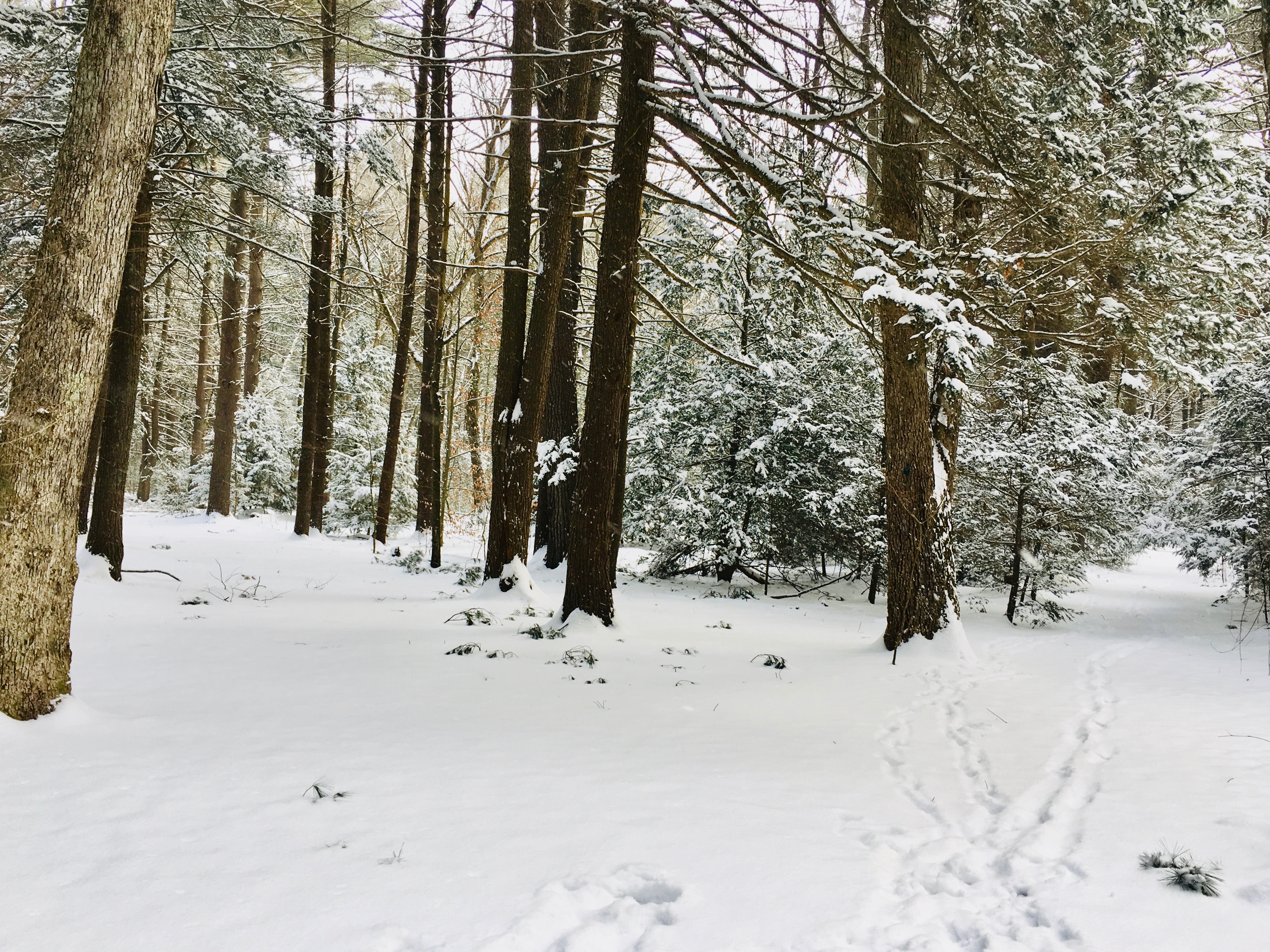 Nordic skiing, Wellesley