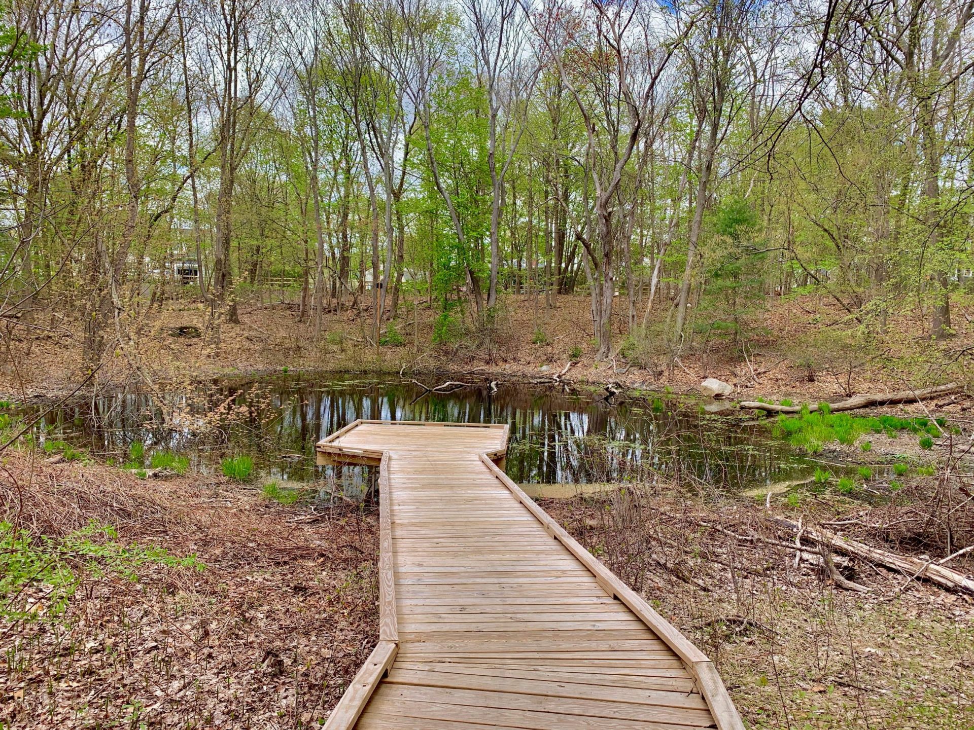 vernal pool boardwalk