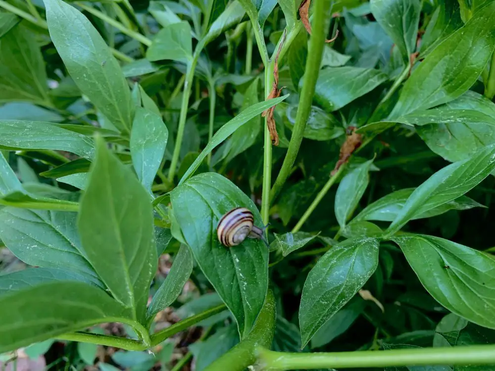 Wellesley peonies and snail