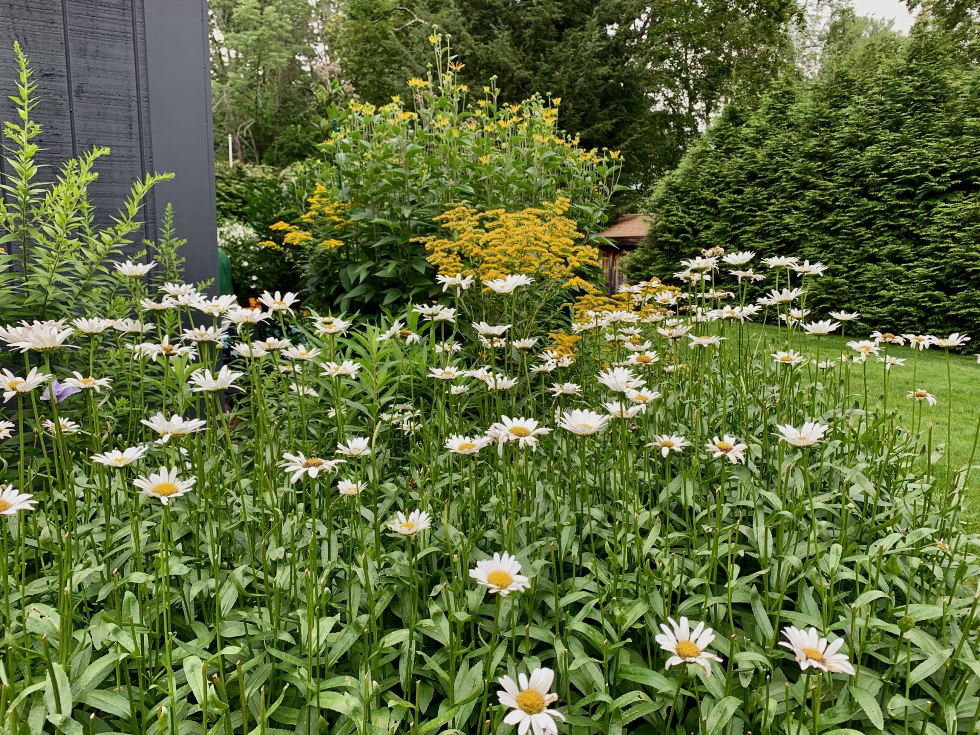 Wellesley garden, daisies