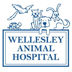 wellesley animal hospital