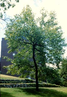 Tulip Tree, Wellesley College