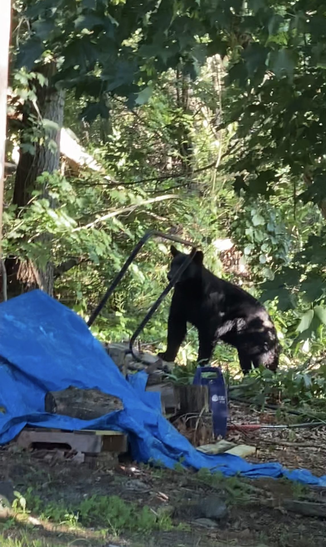 Black bear finally visits Wellesley The Swellesley Report