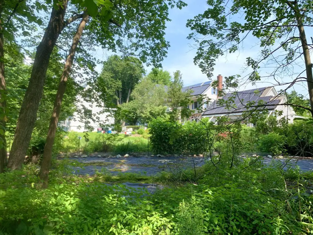 Fuller Brook Park, Wellesley, knotweed supression