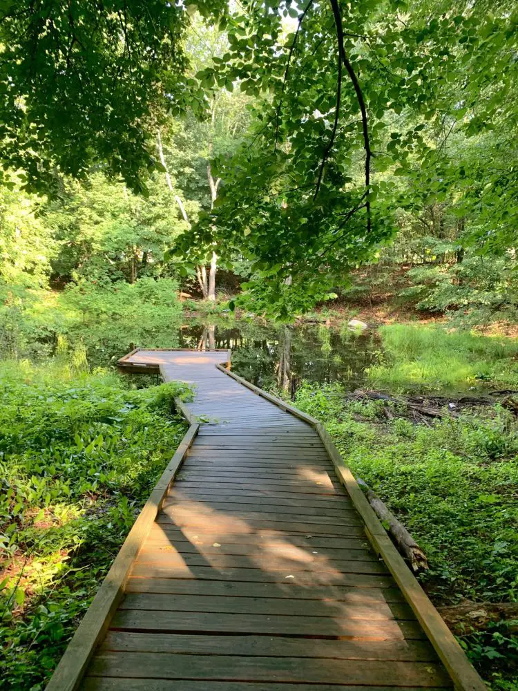 Vernal pool boardwalk, Wellesley