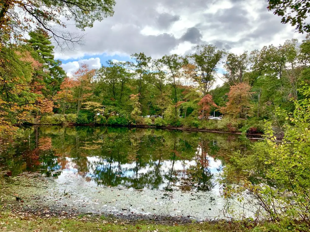 Wight Pond, Wellesley Farms