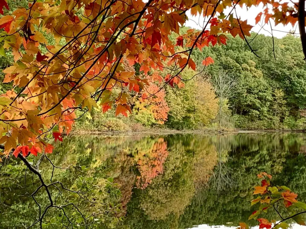 Longfellow Pond, Wellesley