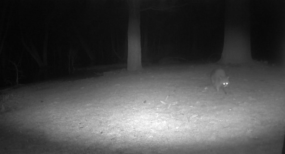 trail camera raccoon