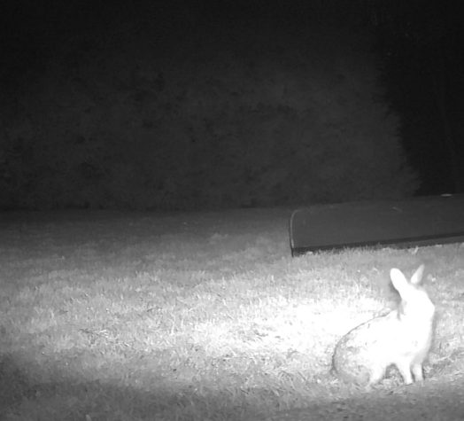 trail camera bunny