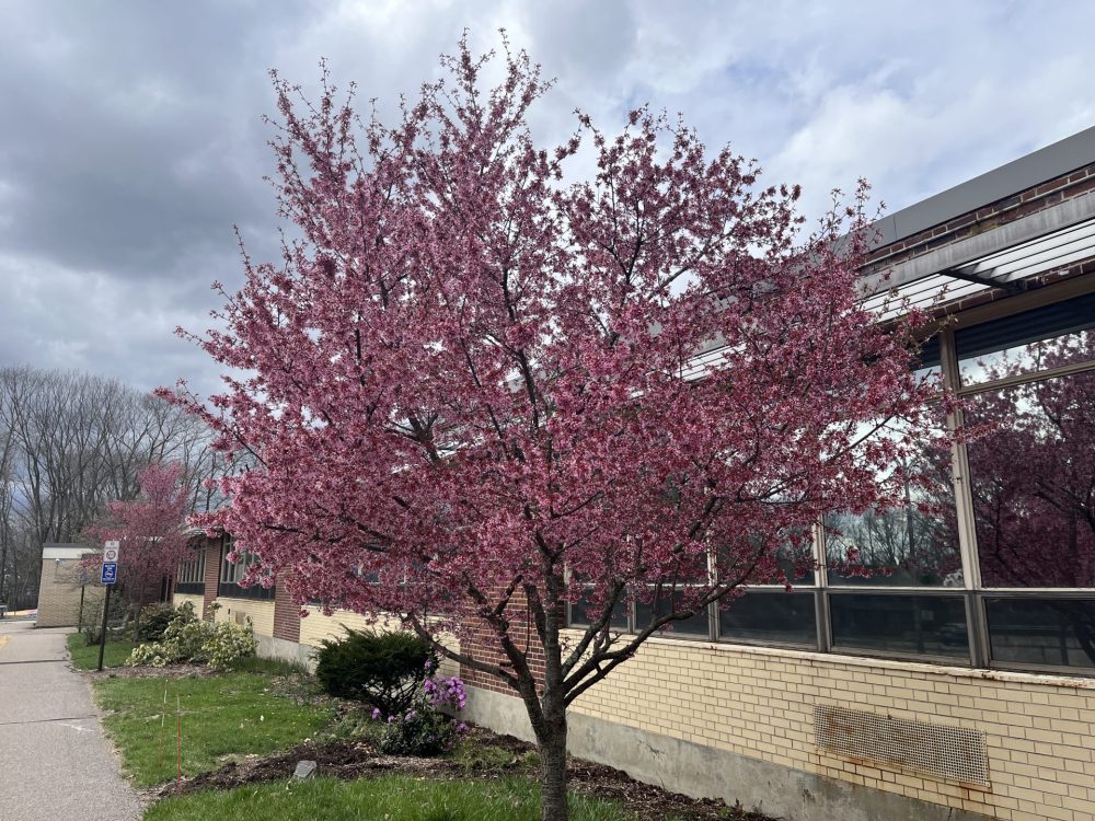 Upham pink flowering tree