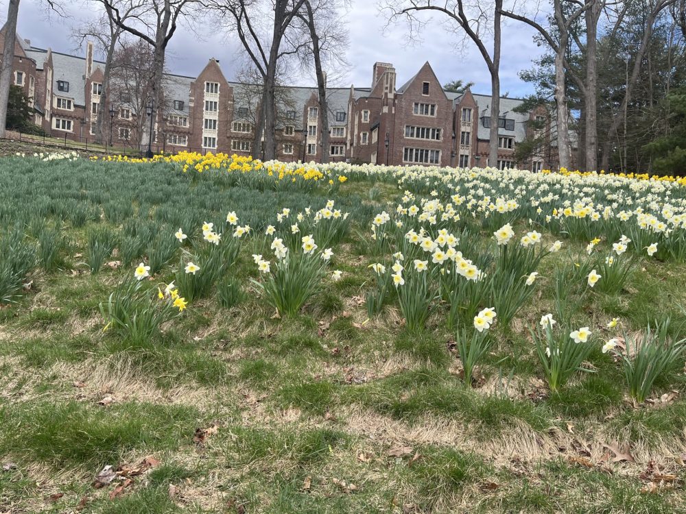 daffodil hill wellesley college