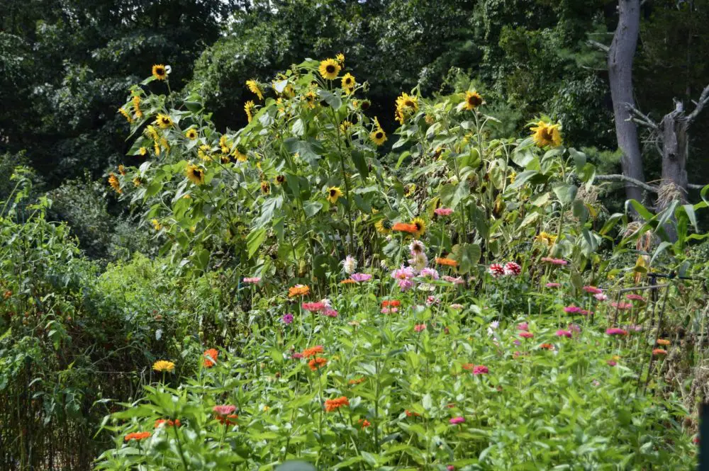 Weston Road Community Garden birds